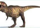 Image Dinosaure à Imprimer Beau Images Coloriage T Rex Dinosaure à Imprimer