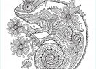 Mandala Cameleon Impressionnant Photos Chameleon Zentangle Coloring Page