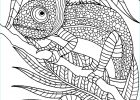 Mandala Cameleon Nouveau Photos Chameleon Adult Colouring Page Colouring In Sheets Art