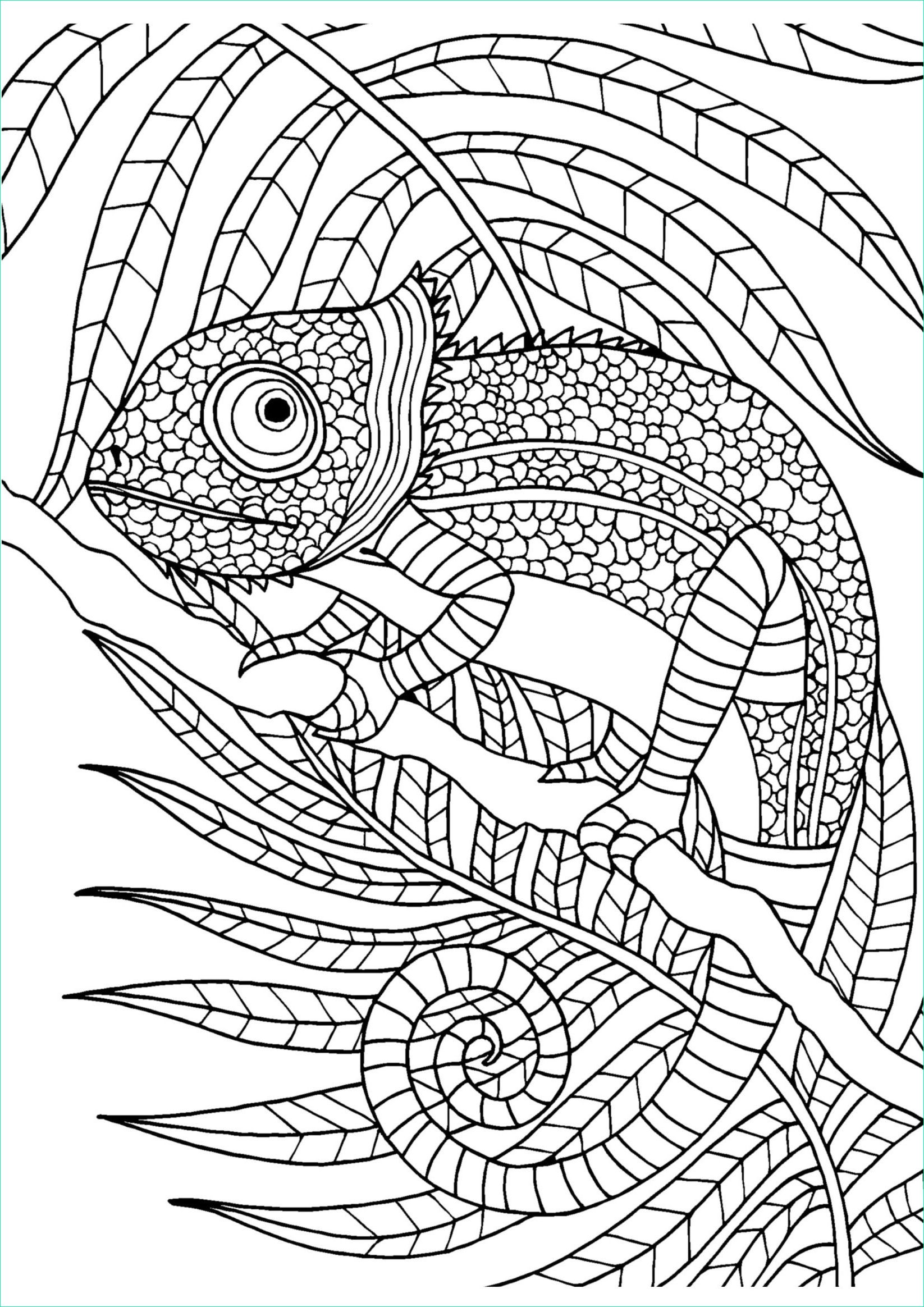 Mandala Cameleon Nouveau Photos Chameleon Adult Colouring Page Colouring In Sheets Art