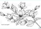 Motif Fleur Noir Et Blanc Inspirant Photos Magnolia Fleur Dessin Illustration Noir Et Blanc Avec