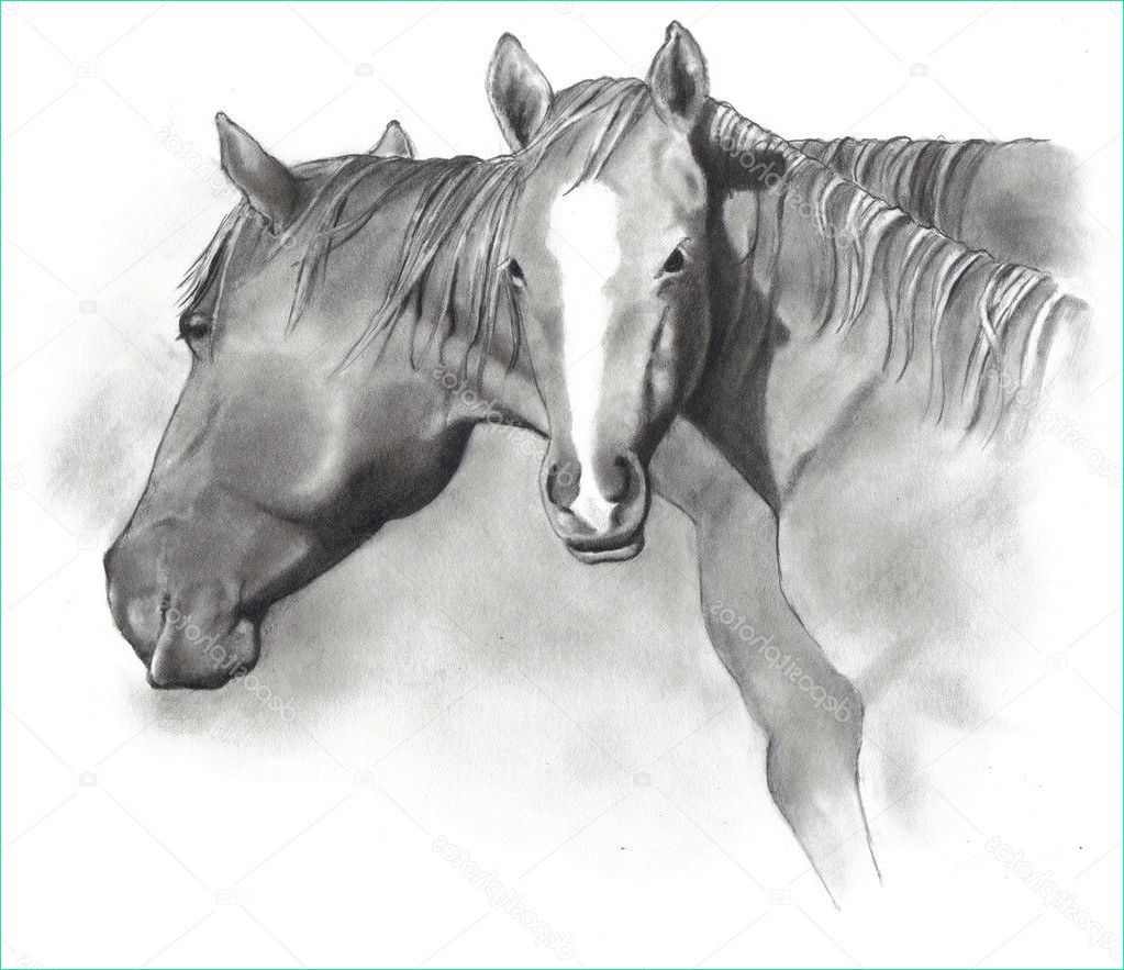 Poulain Dessin Luxe Photos Drawing Of Horse and Foal — Stock © Joyart