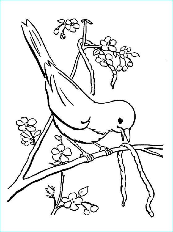 Coloriage Oiseaux Printemps Cool Galerie Coloriage De Printemps L’oiseau Sur L’arbre A Imprimer