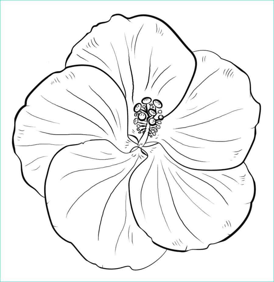 Coloriage Plantes Bestof Photos Beautiful Printable Flowers Coloring Pages