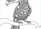 Dessin A Colorier Animaux Impressionnant Stock Livre Gratuit toucan Oiseaux Coloriages Difficiles
