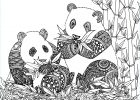 Dessin Animaux à Imprimer Luxe Image Coloriage De Animaux Panda à Imprimer Par Chocobo