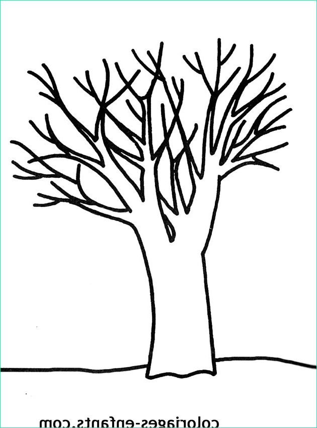 Dessin D&amp;#039;arbre Sans Feuille Simple Unique Image Coloriage D Arbre Sans Feuille – Zimmpel
