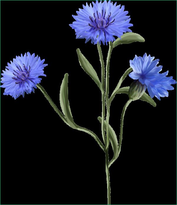 Fleur Dessin Png Inspirant Galerie Tubes Fleurs Bleuets