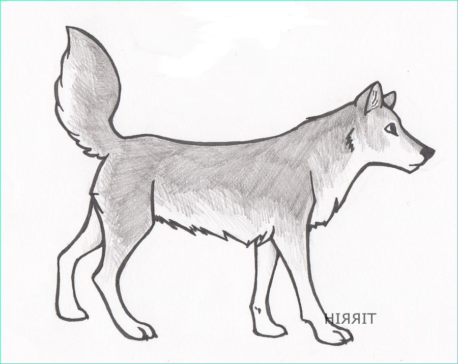 Loup Dessin Simple Unique Images Free Simple Drawings Wolves Download Free Clip Art