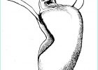 Manchot Dessin Unique Photos Dessin De Manchot Empereur