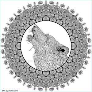 Mandala Animaux Loup Impressionnant Photos Coloriage Mandala Loup Difficile Plexe Adulte Dessin