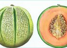 Melon Dessin Inspirant Stock Galia Melon David Lewry