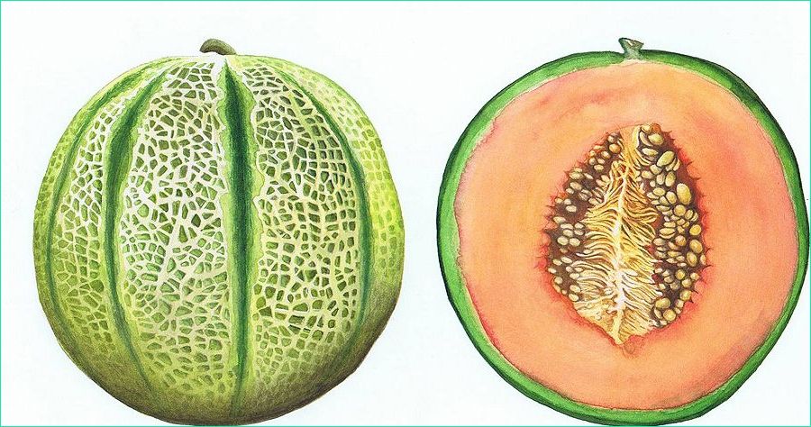 Melon Dessin Inspirant Stock Galia Melon David Lewry