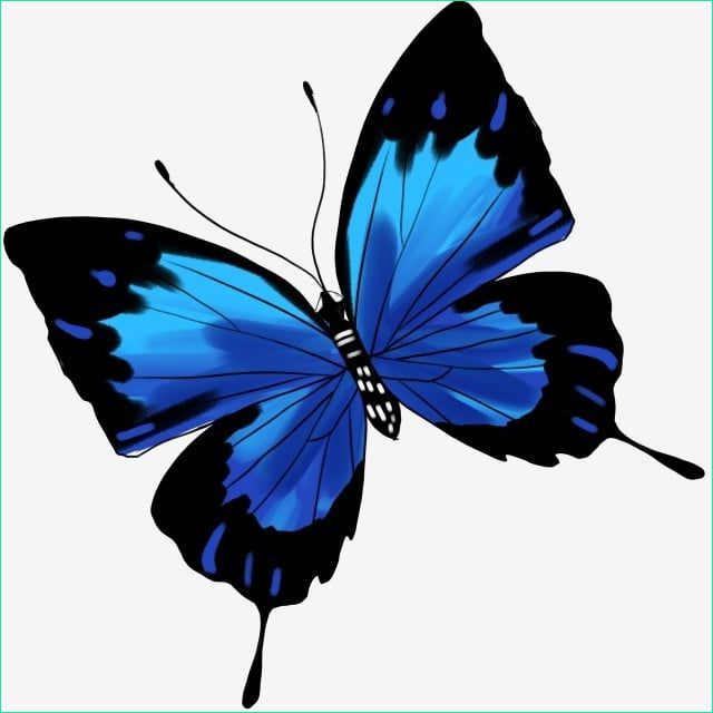 Papillon En Dessin Bestof Images Illustration De Dessin Animé Papillon Bleu Noir Papillon