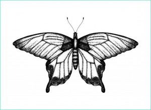Papillon En Dessin Impressionnant Collection Illustration Vectorielle Noir Et Blanc D Un Papillon