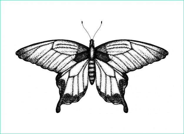 Papillon En Dessin Impressionnant Collection Illustration Vectorielle Noir Et Blanc D Un Papillon
