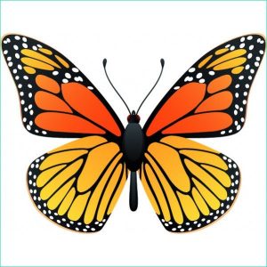 Papillon En Dessin Impressionnant Photos Dessins En Couleurs à Imprimer Papillon Numéro