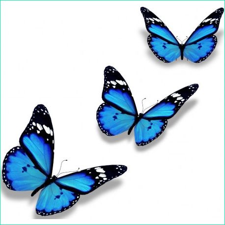 Papillon En Dessin Inspirant Photos Stickers Papillon Bleu En Planche Décoration Etiquette