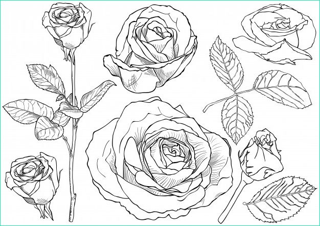 Rose Dessin Noir Et Blanc Bestof Collection Ensemble De Dessin Rose Noir Et Blanc