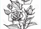 Rose Dessin Noir Et Blanc Impressionnant Galerie 1001 Images De Dessin De Fleur Pour Apprendre à Dessiner