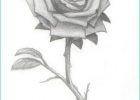 Rose Dessin Noir Et Blanc Luxe Photos Rose 343 × 484 Pixels Modèle De Dessin