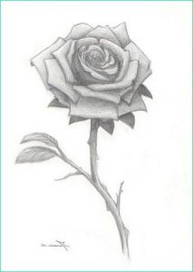 Rose Dessin Noir Et Blanc Luxe Photos Rose 343 × 484 Pixels Modèle De Dessin
