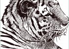 Animaux à Colorier Beau Galerie Dessin à Colorier Gratuit Félin Tigre Artherapie