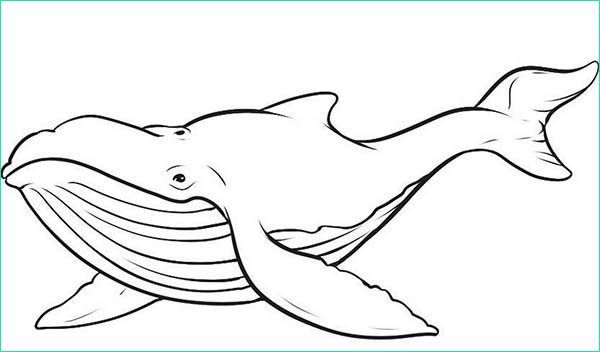 Baleine Coloriage Beau Image Dessin De Coloriage Baleine à Imprimer Cp