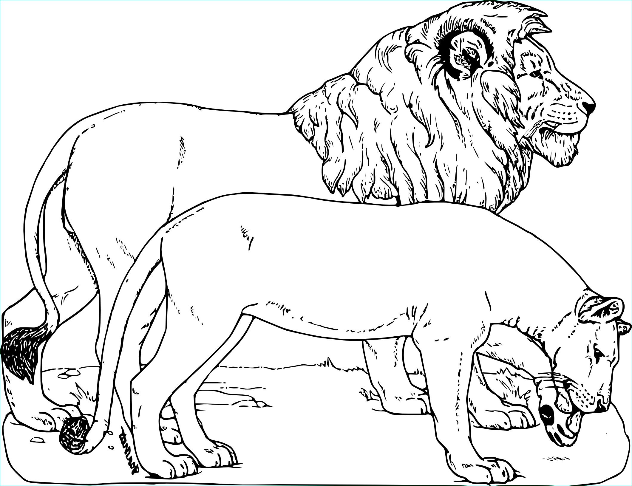 Coloriage D&amp;#039;animaux Bestof Collection Image Animaux Sauvages Imprimer