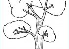 Coloriage D&#039;arbre Élégant Stock 66 Dessins De Coloriage Arbre à Imprimer Sur Laguerche
