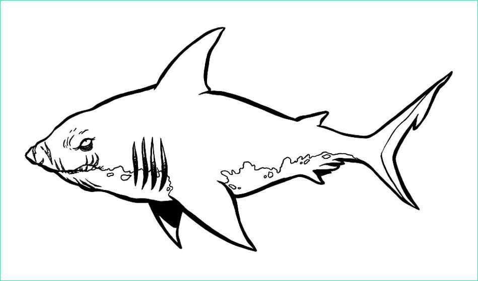 Coloriage De Requin Cool Stock Sharks to for Free Sharks Kids Coloring Pages
