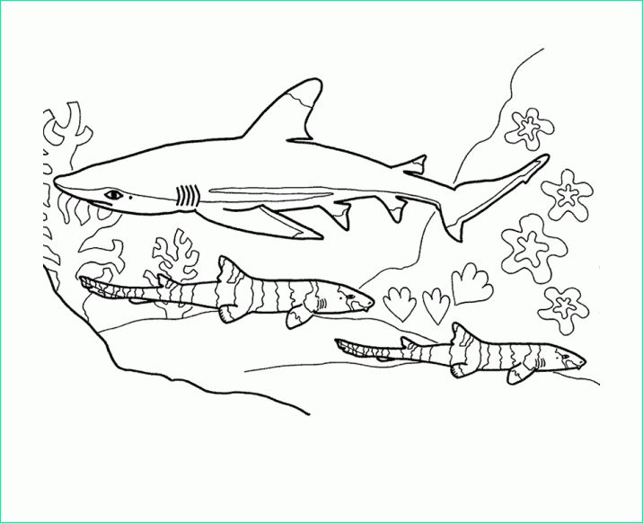 Coloriage De Requin Luxe Collection Sharks to Color for Kids Sharks Kids Coloring Pages