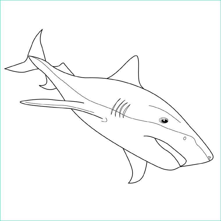Coloriage De Requin Luxe Photographie Coloriage Requin à Imprimer Sur Coloriages Fo