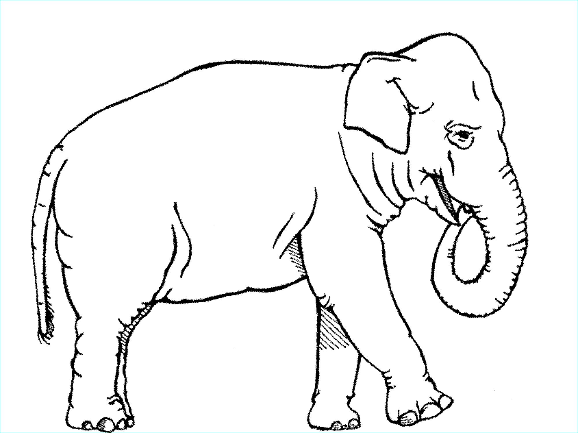 Coloriage Elephant Impressionnant Images Print &amp; Download Teaching Kids Through Elephant Coloring