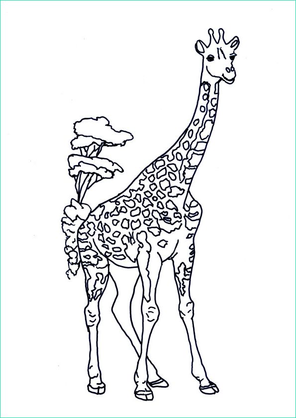 Coloriage Girafe à Imprimer Cool Photos Coloriage Girafe Dans La Savane Dessin Gratuit à Imprimer