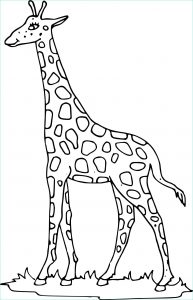 Coloriage Girafe à Imprimer Unique Galerie Coloriage Girafe à Imprimer