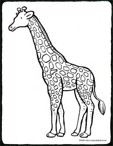 Coloriage Girafe Bestof Stock Girafe Kiddicoloriage