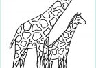 Coloriage Girafe Luxe Image Girafe Imprimer Le Coloriage De Girafe