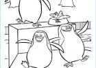 Coloriage Manchot Bestof Stock 10 Authentique Coloriage Manchot S