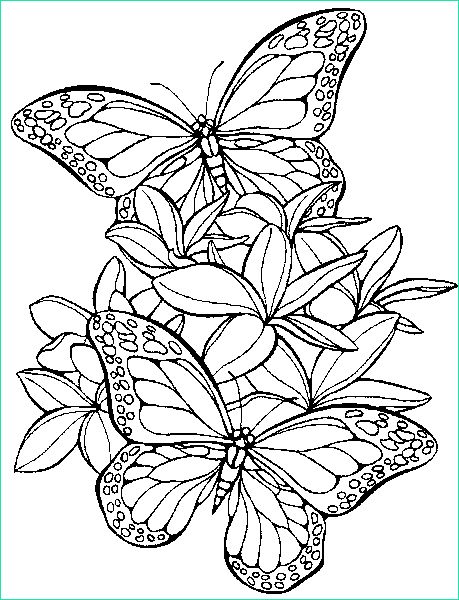 Coloriage Papillon Fleur Beau Image Coloriage Papillons à Colorier Gratuit Animaux