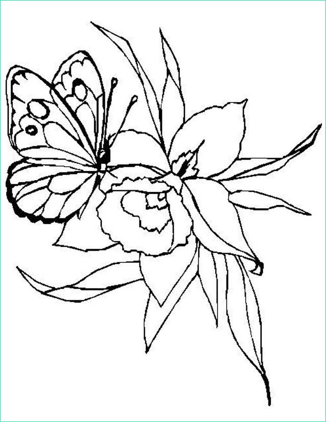 Coloriage Papillon Fleur Inspirant Photos Coloriage Papillon à Imprimer Gratuitement