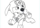 Coloriage Zuma Inspirant Collection Paw Patrol Zuma Coloring Pages at Getcolorings