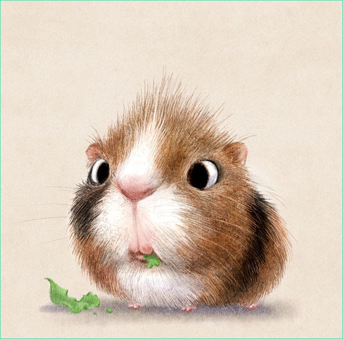 Dessin Animaux Mignons Nouveau Collection Incredibly Cute Animal Illustrations by Sydney Hanson Will