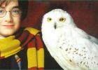 Dessin Chouette Harry Potter Cool Image La Chouette Dans Harry Potter à Travers Les S
