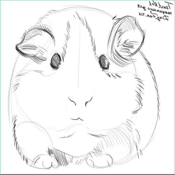 Dessin Cochon D Inde Inspirant Photos Guinea Pig Sketches Saferbrowser Yahoo Image Search
