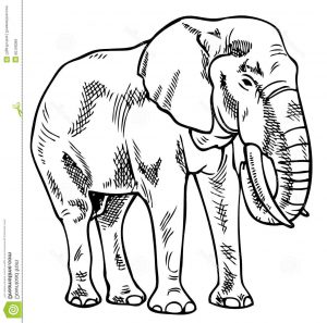 Elephant Dessin De Face Élégant Photos Elephant Drawing Stock Vector Illustration Of White
