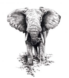 Elephant Dessin De Face Élégant Stock Elephant Face Front Google Search A Imprimer