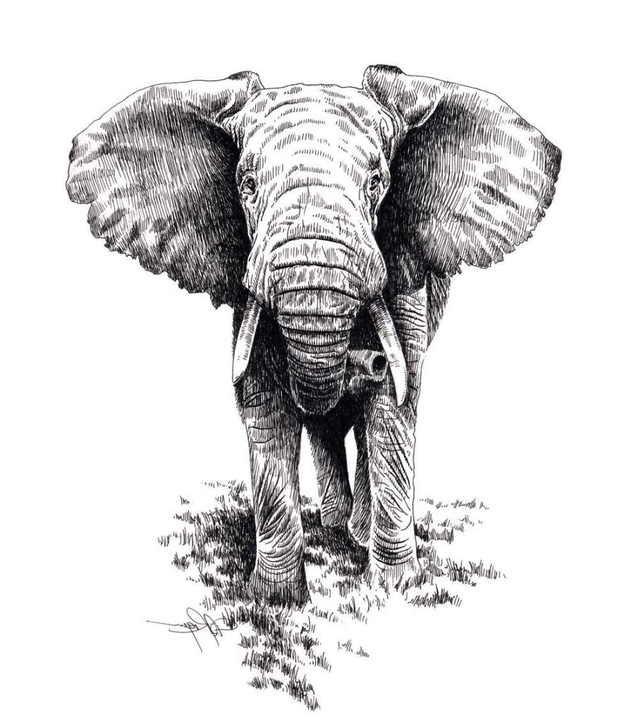 Elephant Dessin De Face Élégant Stock Elephant Face Front Google Search ...