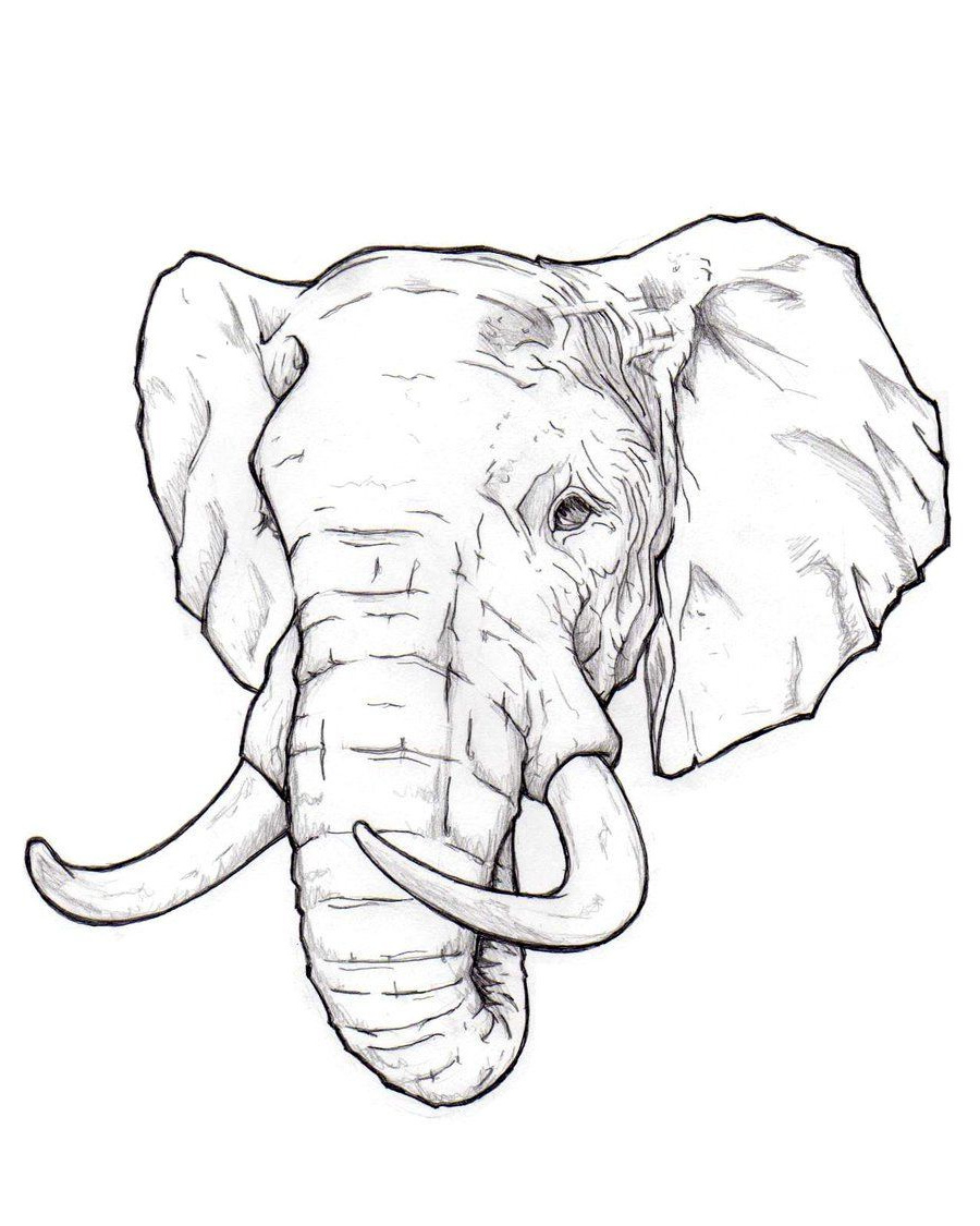 Elephant Dessin De Face Impressionnant Stock How to Draw An Elephant Head Step by Step Easy for
