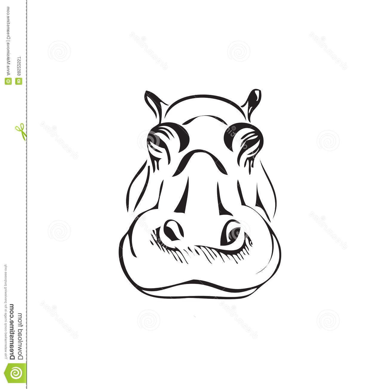 Elephant Dessin De Face Impressionnant Stock Tête D Un Hippopotame Illustration De Vecteur Image